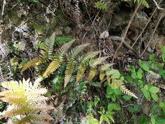 Dryopteris erythrovaria