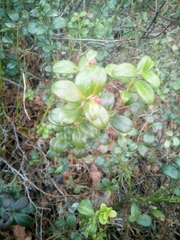 Vaccinium vitis-idaea