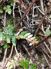 Dryopteris erythrovaria