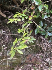 Berberis nantoensis