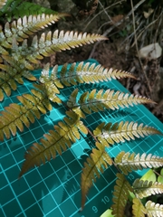 Dryopteris erythrovaria
