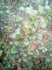 Vaccinium vitis-idaea