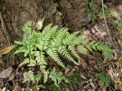 Dryopteris sacrosancta