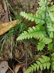 Dryopteris sacrosancta