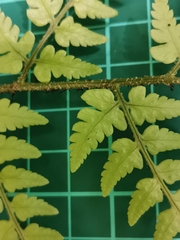 Dryopteris sacrosancta