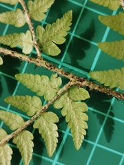 Dryopteris sacrosancta