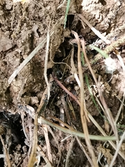 Dryopteris sacrosancta