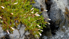 Epilobium macropus