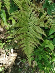 Dryopteris pacifica