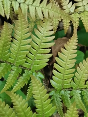 Dryopteris pacifica