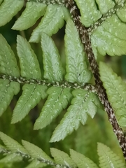 Dryopteris pacifica