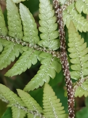 Dryopteris pacifica