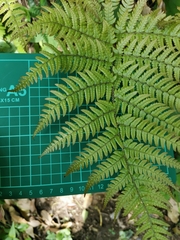 Dryopteris pacifica