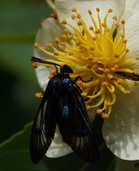 Zama nigrigemma