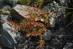 Epilobium porphyrium