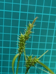 Carex brownii transversa