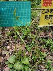 Carex brownii transversa