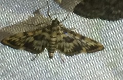 Rhimphalea sceletalis