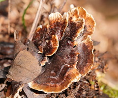 Hydnellum auratile