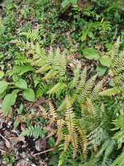 Dryopteris erythrosora