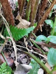 Dryopteris erythrosora