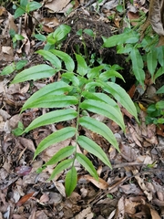 Coniogramme intermedia