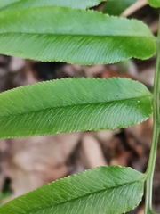 Coniogramme intermedia