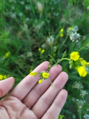 Brassiceae