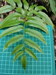 Coniogramme intermedia