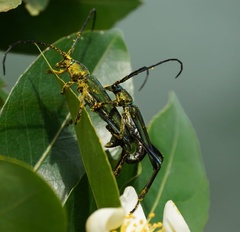 Chelidonium argentatum