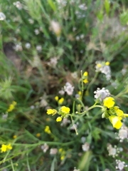 Brassiceae
