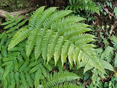 Dryopteris hondoensis rubisora