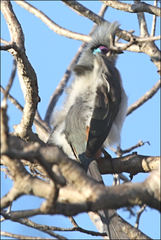 Coua cristata