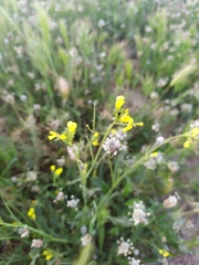 Brassiceae