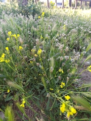 Brassiceae
