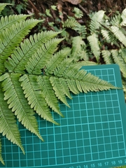 Dryopteris hondoensis rubisora
