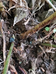 Dryopteris hondoensis rubisora