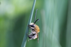 Eucera longicornis