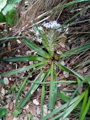 Scilla peruviana