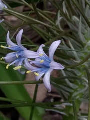 Scilla peruviana