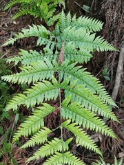 Dryopteris