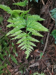 Dryopteris