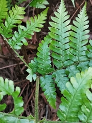 Dryopteris