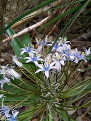 Scilla peruviana