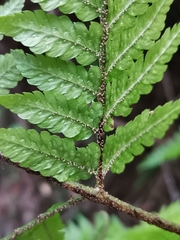 Dryopteris