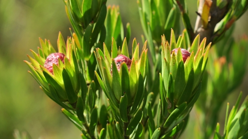 Leucadendron loeriense I.Williams