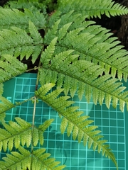 Dryopteris