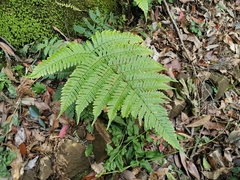 Dryopteris hondoensis rubisora