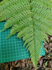 Dryopteris hondoensis rubisora