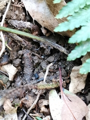 Dryopteris hondoensis rubisora